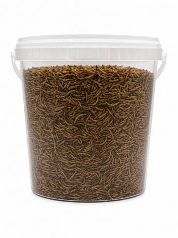 Bulk Mealworms Premium - 1.25kg Bucket